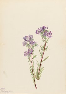 Sand Phacelia Phacelia linearis, 1923. tekijältä Mary Vaux Walcott