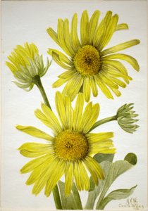 Satinleaf Goldenhead (Enceliopsis covillei) tekijältä Mary Vaux Walcott