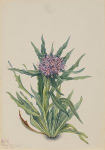 Saussurea (Saussurea densa) tekijältä Mary Vaux Walcott
