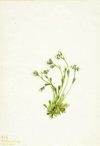 Sipulikukka (Saxifraga caespitosa) tekijältä Mary Vaux Walcott