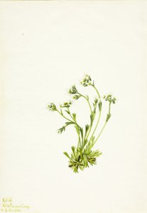 Saksifrage Saxifraga caespitosa, 1924. tekijältä Mary Vaux Walcott