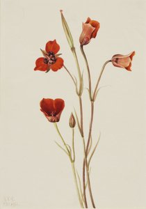 Scarlet mariposa (Calochortus kennedyi) tekijältä Mary Vaux Walcott