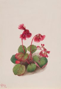 Schizocodon soldanelloides, 1936. tekijältä Mary Vaux Walcott