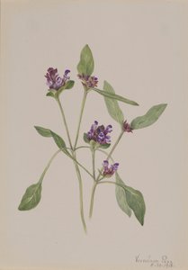 Itseparantava Prunella vulgaris, 1918. tekijältä Mary Vaux Walcott