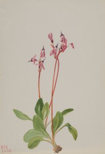 Tähdenlento (Dodecatheon hendersonii) tekijältä Mary Vaux Walcott