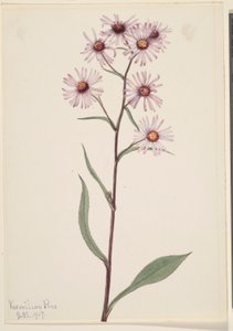 Näyttävä asteri (Aster conspicuus) tekijältä Mary Vaux Walcott
