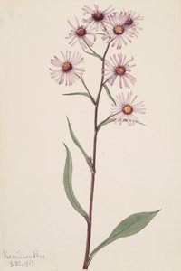 Näyttävä Aster Näyttävä Aster, 1917. tekijältä Mary Vaux Walcott