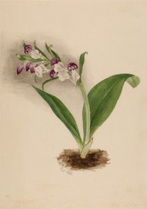 Showy Orchids Orchis spectabilis, 1885. tekijältä Mary Vaux Walcott
