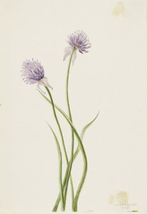 Siperian sipuli (Allium sibericum) tekijältä Mary Vaux Walcott