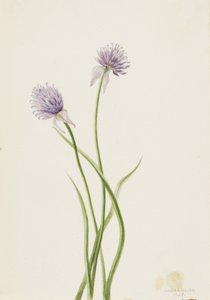 Siperiansipuli Allium sibericum, 1903. tekijältä Mary Vaux Walcott