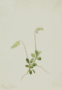 Sidebellin Pyrola Pyrola secunda, 1916. tekijältä Mary Vaux Walcott