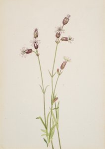 Silene multicaulis, n. 1900-1920. tekijältä Mary Vaux Walcott