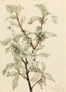 Hopeamarja (Elaeagnus commutata) tekijältä Mary Vaux Walcott