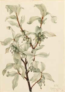 Hopeamarja Elaeagnus commutata, 1922. tekijältä Mary Vaux Walcott