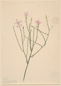 Luurankokukka (Lygodesmia juncea) tekijältä Mary Vaux Walcott