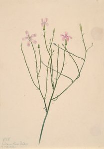 Luurankokukka Lygodesmia juncea, 1923. tekijältä Mary Vaux Walcott