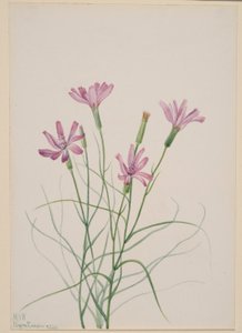 Luurankoruoho (Lygodesmia grandiflora) tekijältä Mary Vaux Walcott