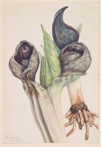 Haisunäätäkaali (Spathyema foetida) tekijältä Mary Vaux Walcott