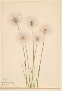 Hoikka puuvillaruoho (Eriophorum chamissonis) tekijältä Mary Vaux Walcott
