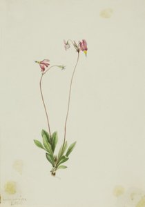 Hoikka Shootingstar (Dodecatheon pauciflorum) tekijältä Mary Vaux Walcott