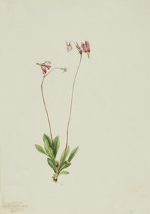 Hoikka Shooting Star Dodecatheon pauciflorum, 1909. tekijältä Mary Vaux Walcott