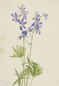 Ohut ritarinkukka (Delphinium depauperatum) tekijältä Mary Vaux Walcott