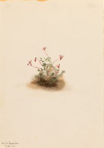 Pieni karpalo (Oxycoccus palustris) tekijältä Mary Vaux Walcott