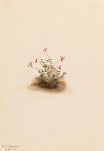 Pieni karpalo Oxycoccus palustris, 1911. tekijältä Mary Vaux Walcott