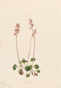 Pieni Pyrola (Pyrola minor) tekijältä Mary Vaux Walcott
