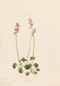 Pieni Pyrola Pyrola minor, 1922. tekijältä Mary Vaux Walcott