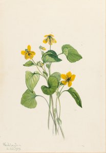 Sileä keltainen violetti (Viola eriocarpa) tekijältä Mary Vaux Walcott