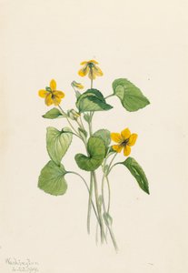 Sileä keltainen violetti Viola eriocarpa, 1919. tekijältä Mary Vaux Walcott