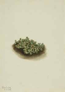 Snow Willow Salix nivalis, 1918. tekijältä Mary Vaux Walcott