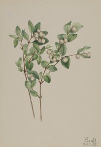 Lumimarja (Symphoricarpos albus) tekijältä Mary Vaux Walcott