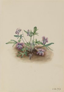 Etelärannikon violetti Viola septemloba, 1919. tekijältä Mary Vaux Walcott