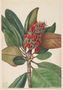Eteläinen Magnolia (Magnolia grandiflora) tekijältä Mary Vaux Walcott