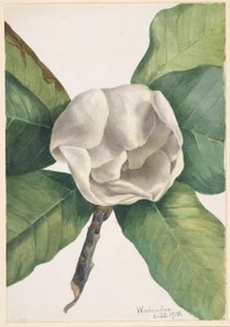 Eteläinen Magnolia (Magnolia grandiflora) tekijältä Mary Vaux Walcott