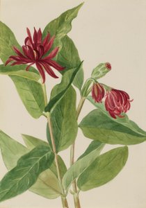 Spicebush (Calycanthus occidentalis) tekijältä Mary Vaux Walcott