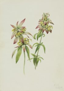 Täplikäs mehiläisbalsami Monarda punctata, 1919. tekijältä Mary Vaux Walcott