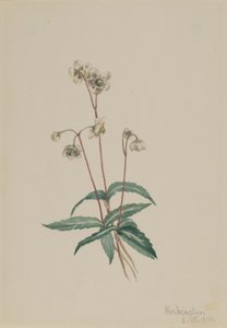 Täplikäs pipsissewa (Chimaphila maculata) tekijältä Mary Vaux Walcott