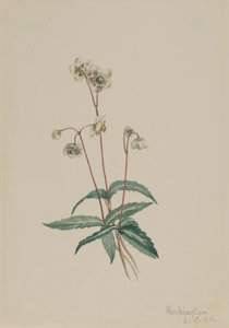 Täplikäs Pipsissewa Chimaphila maculata, 1918. tekijältä Mary Vaux Walcott