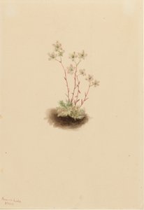 Täplikäs pensaskerttu (Saxifraga bronchialis) tekijältä Mary Vaux Walcott