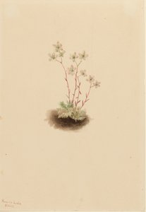 Täplikäs saxifrage Saxifraga bronchialis, 1903. tekijältä Mary Vaux Walcott