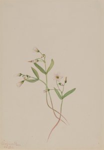 Kevätkaunotar (Claytonia lanceolata) tekijältä Mary Vaux Walcott