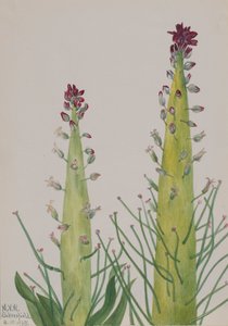 Squaw-Cabbage Caulanthus inflatus, 1935. tekijältä Mary Vaux Walcott