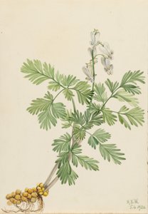 Orava Maissi (Bikukulla canadensis) tekijältä Mary Vaux Walcott