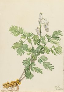 Orava maissi Orava canadensis, tekijältä Mary Vaux Walcott