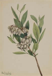 Stagger pensas (Pieris mariana) tekijältä Mary Vaux Walcott