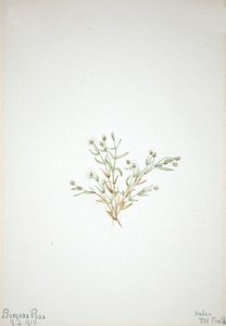 Stelleria leata, 1917. tekijältä Mary Vaux Walcott