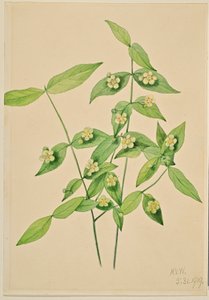 Mansikkapensas (Euonymus americanus) tekijältä Mary Vaux Walcott